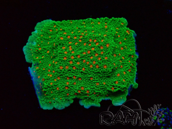 WYSIWYG Montipora Season Greetings 11J1