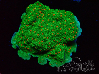 WYSIWYG Montipora Season Greetings 11J2