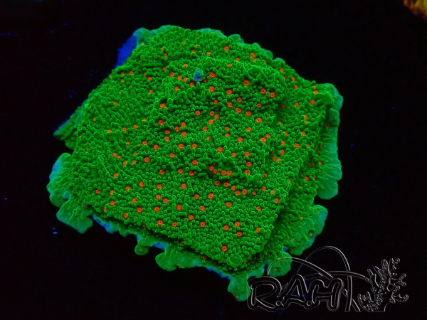 WYSIWYG Montipora Season Greetings 11J4