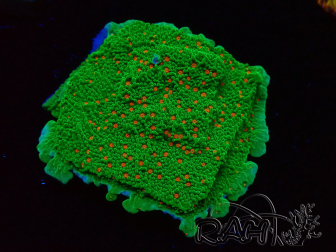 WYSIWYG Montipora Saluti di Stagione