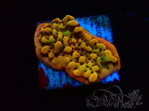 WYSIWYG RAH Montipora Passion Fruit 11J5