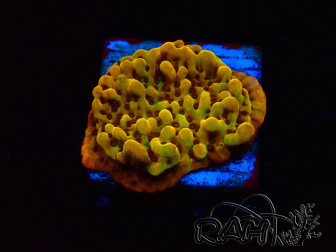 WYSIWYG RAH Montipora Passion Fruit 11J8