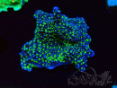 WYSIWYG Montipora hispida Hulk