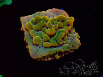 WYSIWYG RAH Montipora Orange Punch