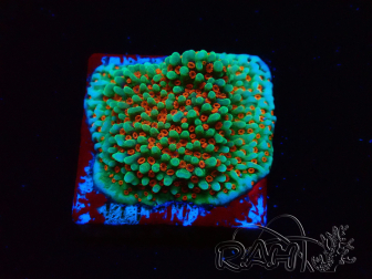 WYSIWYG Montipora Grinch