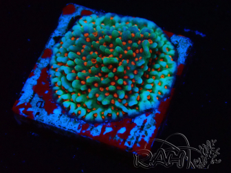 WYSIWYG Montipora Grinch 11L2