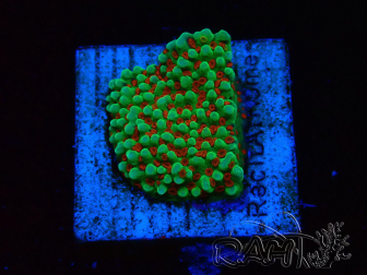 WYSIWYG Montipora Grinch