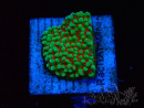 WYSIWYG Montipora Grinch