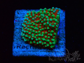 WYSIWYG Montipora Grinch 11L4