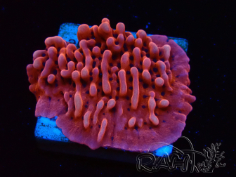 WYSIWYG JF Mean Streak Montipora