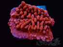 WYSIWYG JF Mean Streak Montipora
