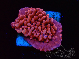 WYSIWYG JF Mean Streak Montipora 11L7