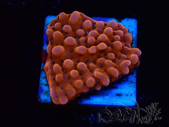 WYSIWYG RAH Montipora Princesa Durazno
