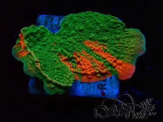 WYSIWYG Montipora plateau GRAFTED ULTRA