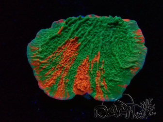 WYSIWYG Montipora plateau INNESTATO ULTRA