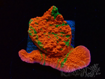 WYSIWYG Montipora plateau INNESTATO ULTRA