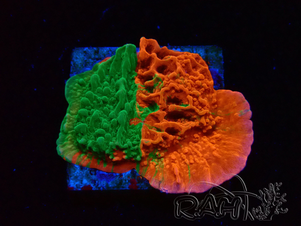 WYSIWYG Montipora plate GRAFTED ULTRA