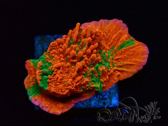 WYSIWYG Montipora plate GRAFTED ULTRA