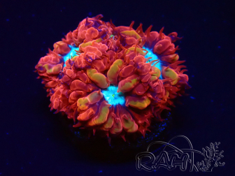 WYSIWYG - RAH Blastomussa merleti Fire and Ice