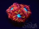 WYSIWYG - RAH Blastomussa merleti Fire and Ice