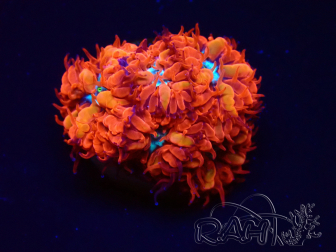 WYSIWYG - RAH Blastomussa merleti Fire and Ice 2