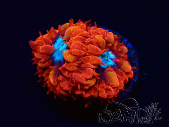 WYSIWYG - RAH Blastomussa merleti Fire and Ice