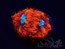 WYSIWYG - RAH Blastomussa merleti Fire and Ice