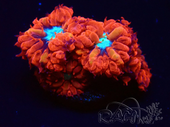 WYSIWYG - RAH Blastomussa merleti Fire and Ice