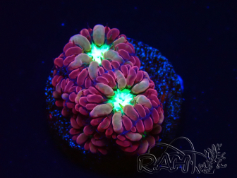 WYSIWYG - RAH Blastomussa merleti Merlot