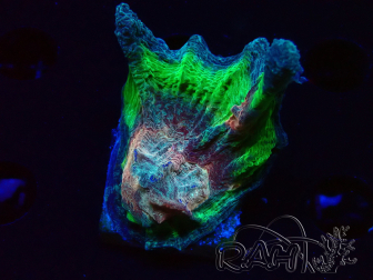 WYSIWYG RAH Pectinia Rainbow 2