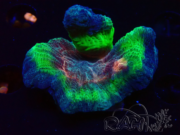 WYSIWYG RAH Pectinia Rainbow 4