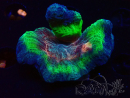 WYSIWYG RAH Pectinia Rainbow 4