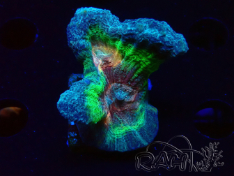 WYSIWYG Pectinia sp 5
