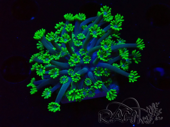 WYSIWYG RAH Alveopora Green Goblin