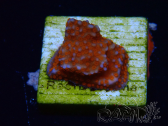 WYSIWYG Montipora Superman 11A1