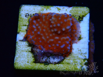 WYSIWYG Montipora Superman