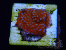 WYSIWYG Montipora Superman 11A2