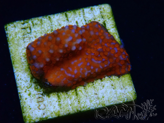 WYSIWYG Montipora Superman 11A3