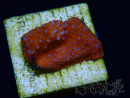 WYSIWYG Montipora Superman
