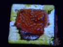 WYSIWYG Montipora Superman