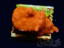 WYSIWYG Montipora Setosa 11A5