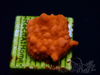WYSIWYG Montipora Setosa 11A6