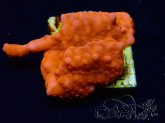 WYSIWYG Montipora Setosa Purple Grafted