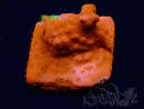 WYSIWYG Montipora Setosa Purple Grafted