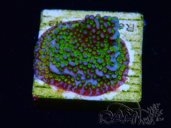 WYSIWYG Montipora tuberculosa Ultraman 11B2