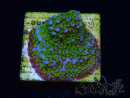 WYSIWYG Montipora tuberculosa ultraman 11B3