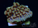 WYSIWYG JF Montipora Altered Ego