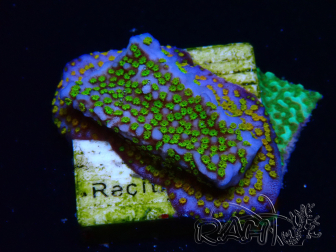WYSIWYG Montipora Rainbow 11C1