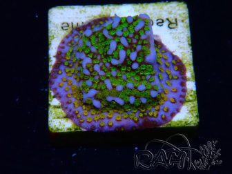 WYSIWYG Montipora Rainbow