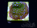 WYSIWYG Montipora Rainbow 11C3